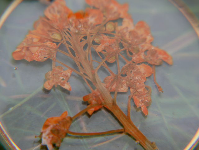 Collier fleurs sechées