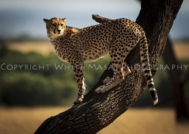 Vantage point, Kisaru the female Cheetah climbs a tree to view her hunting ground. 