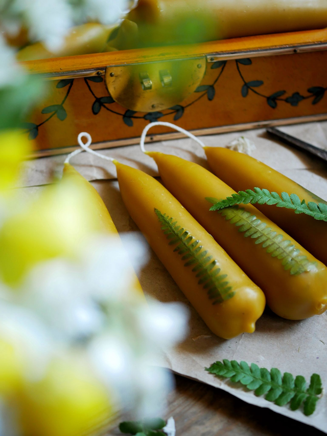 Bougies trempées FOUGÈRE