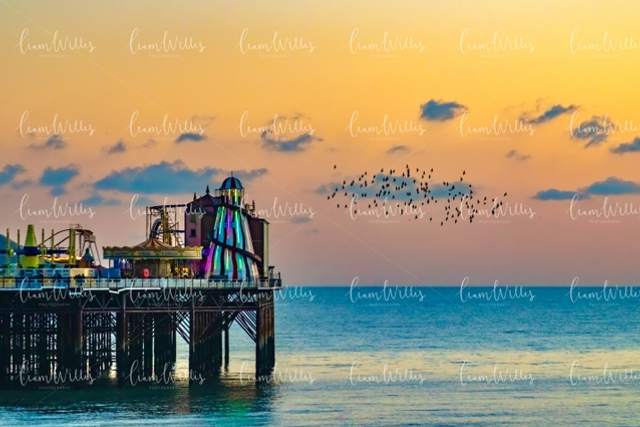 Brighton Starlings Print