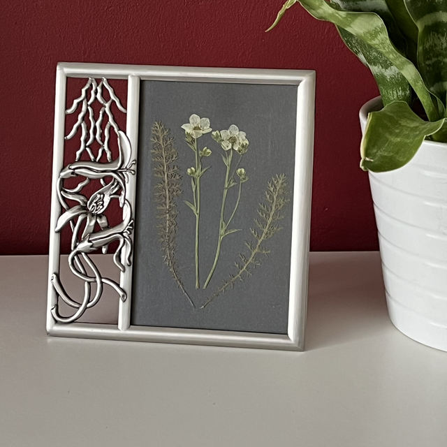 Saxifraga and Yarrow Leaves