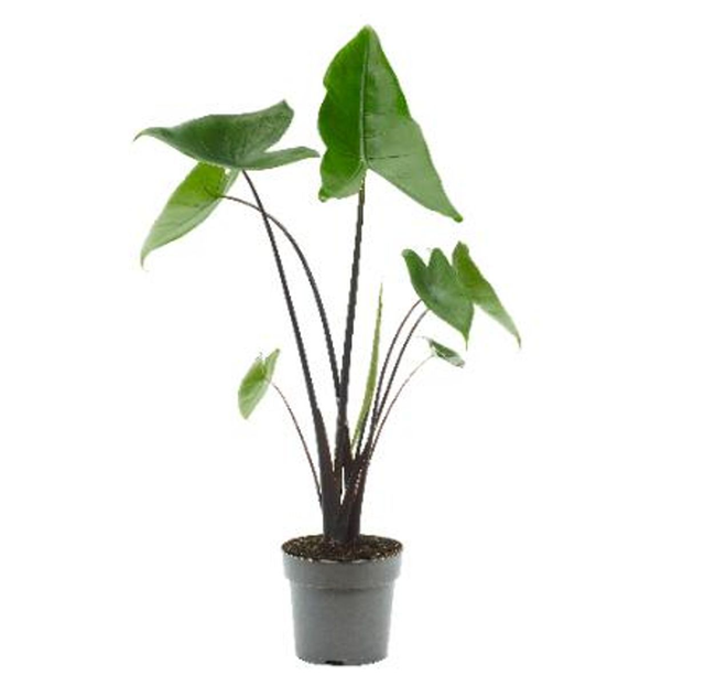 B03 . Alocasia 'Black Zebrina'