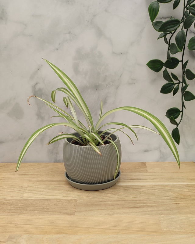 Blumentopf mit Untersetzer - Größe M