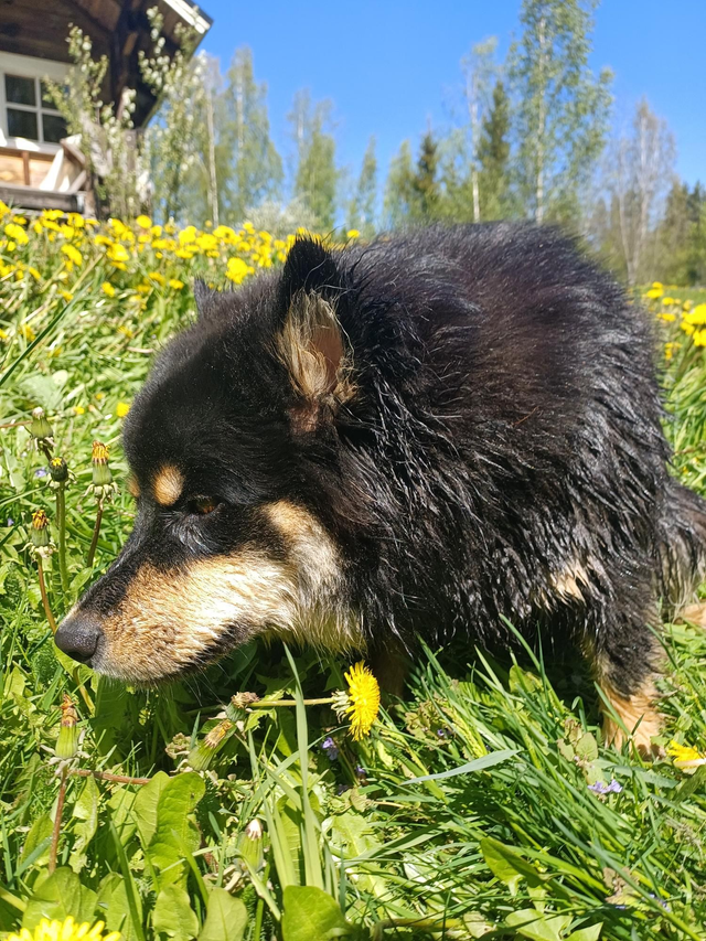 Hieronta perheen toinen lemmikki
