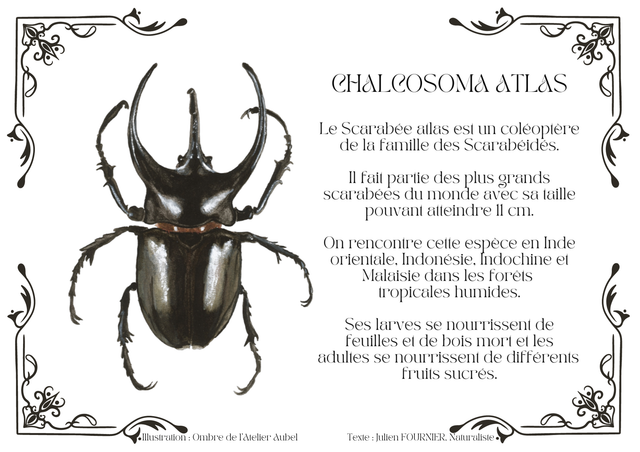 Chalcosoma atlas texte