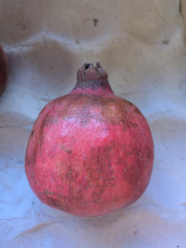 Pomegranate