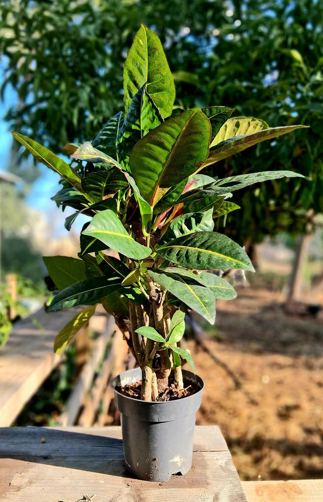 B59 . Coedium Croton in vaso 14