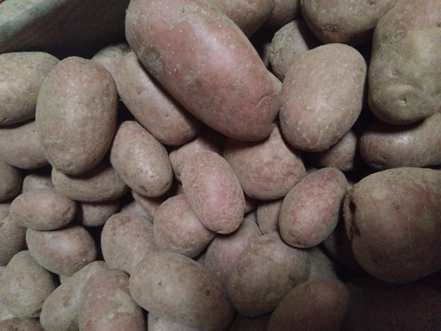 Pomme de terre 🥔 au kg