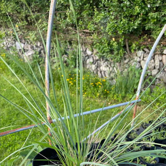 Stipa Gigantea Golden Oats