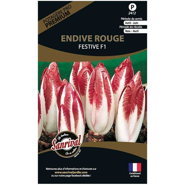 ENDIVE ROUGE FESTVIE