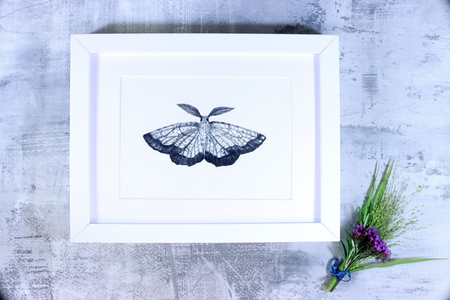 Drypoint Print: Dark Bordered Beauty