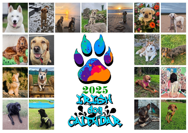 2025 Irish Dog Calendar Single