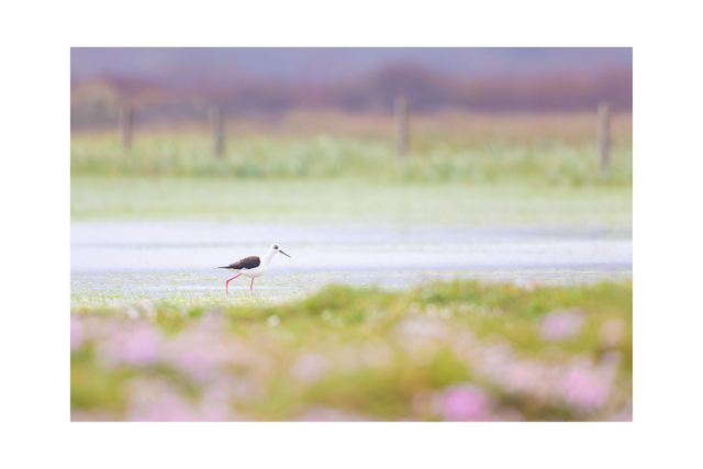 Echasse blanche - Avec passe-partout