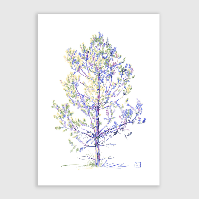 Tirage d'art - Pin Sylvestre I