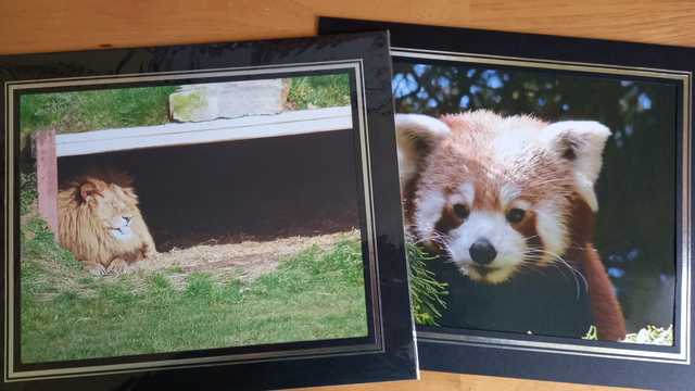2 wildlife mounted pictures 