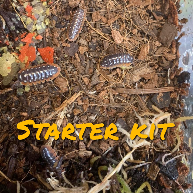Isopod starter kit 