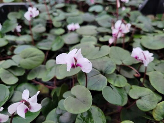 Cyclamen coum &#039;Album&#039; P9 (0.5 litre) 