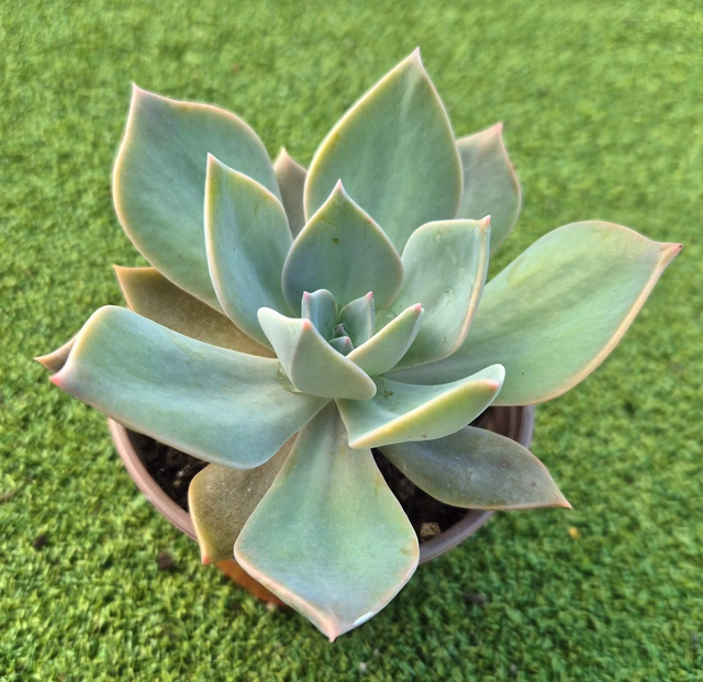 Graptoveria 'Douglas Huth'