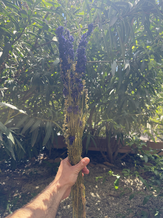 Botte delphinium violet
