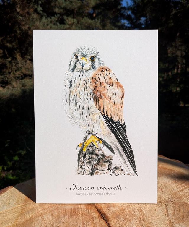 Tirage Faucon crécerelle