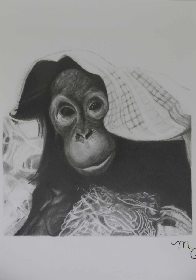 Orangutan - Still Life Practice