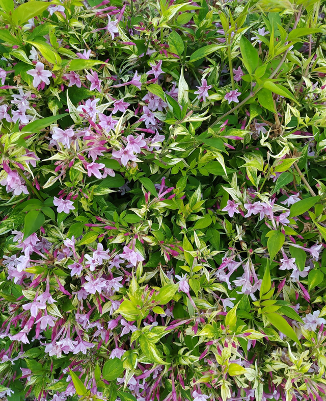 Jasminum Stephanese - 1ltr pot