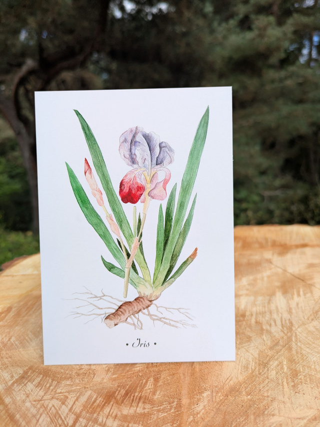 Carte postale Iris
