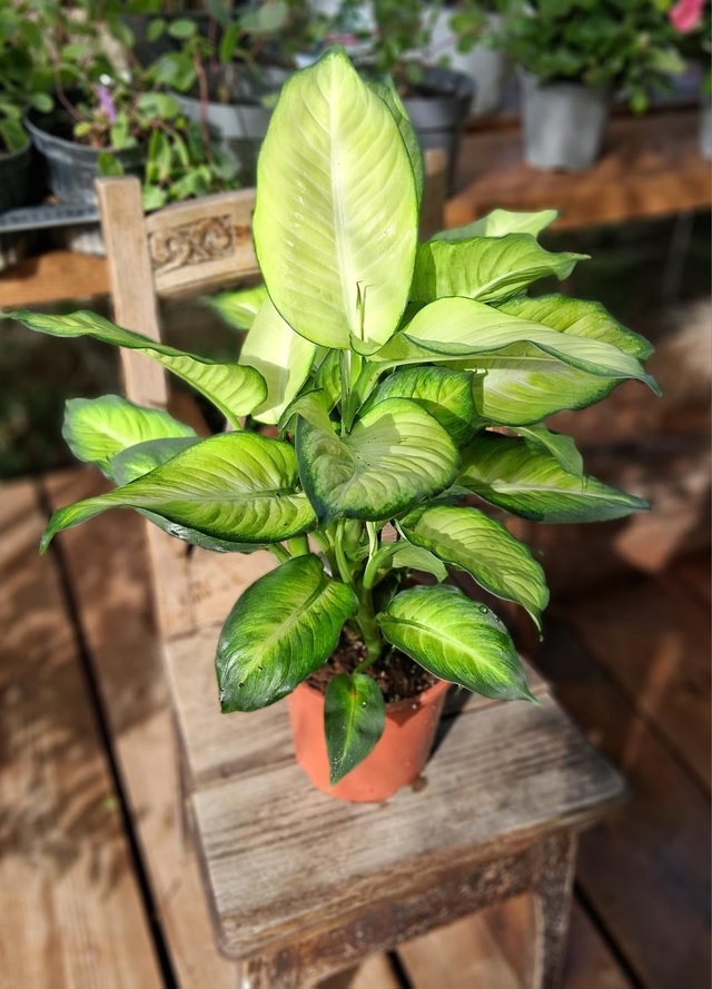B77 . Dieffenbachia Summer style vaso 17
