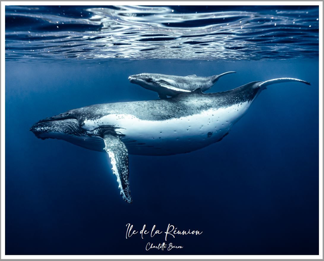 Poster Baleine &amp; Baleineau