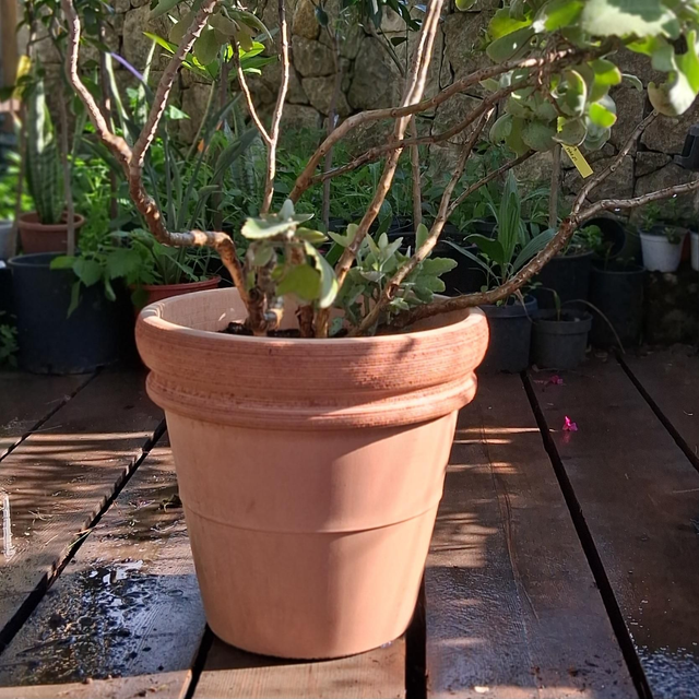 K39 . Vaso terracotta doppio bordo graffiato 45