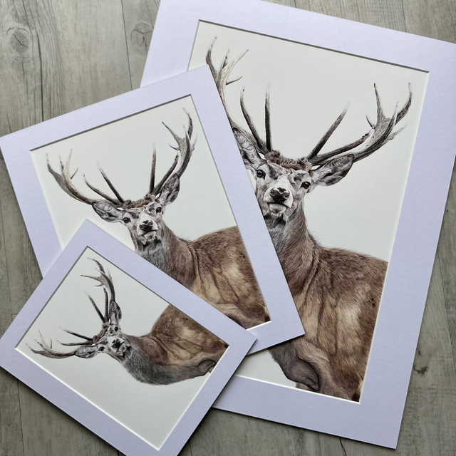Stag Fine Art Print