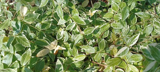 Vinca minor variegated