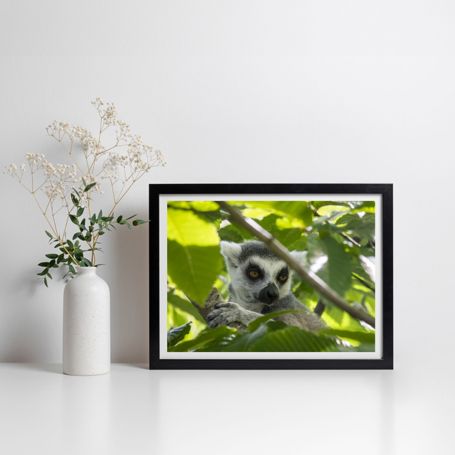 Tirage papier - Lémurien