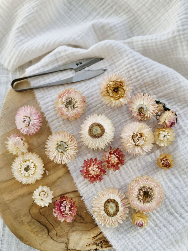 Vide atelier - Immortelles rose clair