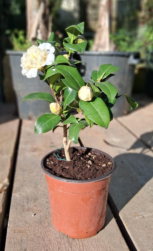 P42 . Camelia japonica in vaso 16
