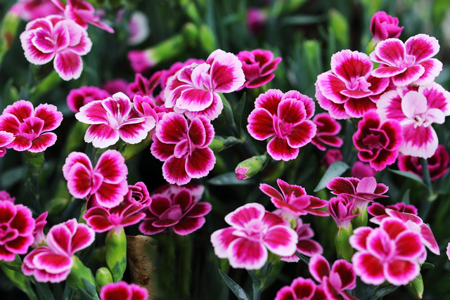 Dianthus Pink Kisses 1L