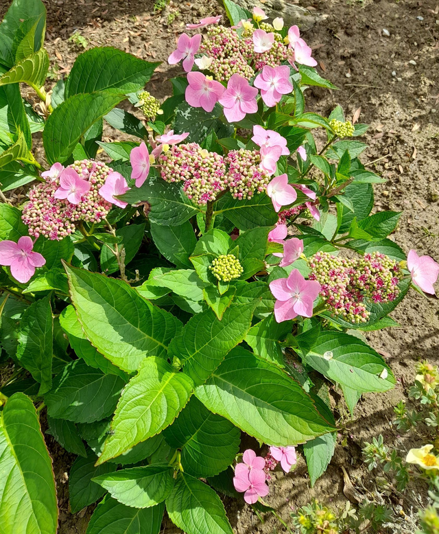 Hydrangea macrophylla - lacecap hydrangea pink - 1ltr pot