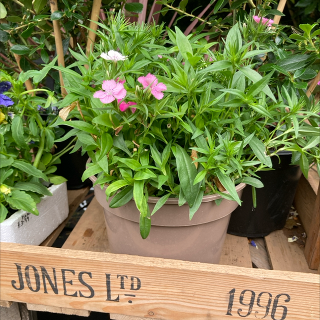 Dianthus (store collection only at checkout)