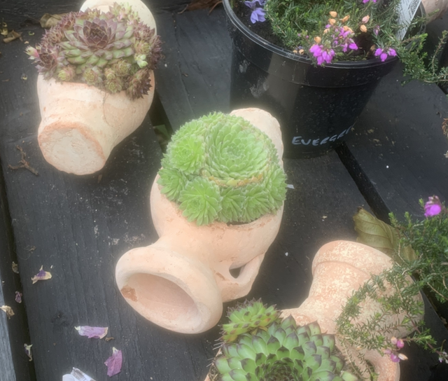 Urn Succulents 