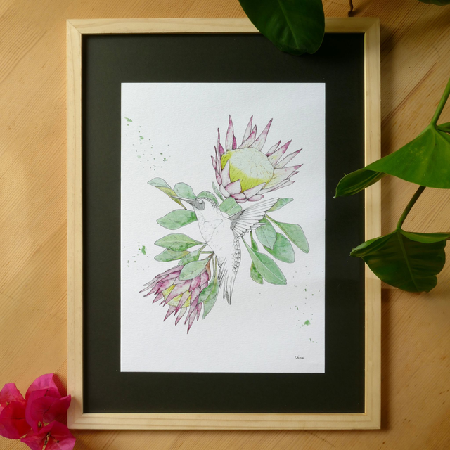 PRINT A4 – Colibri