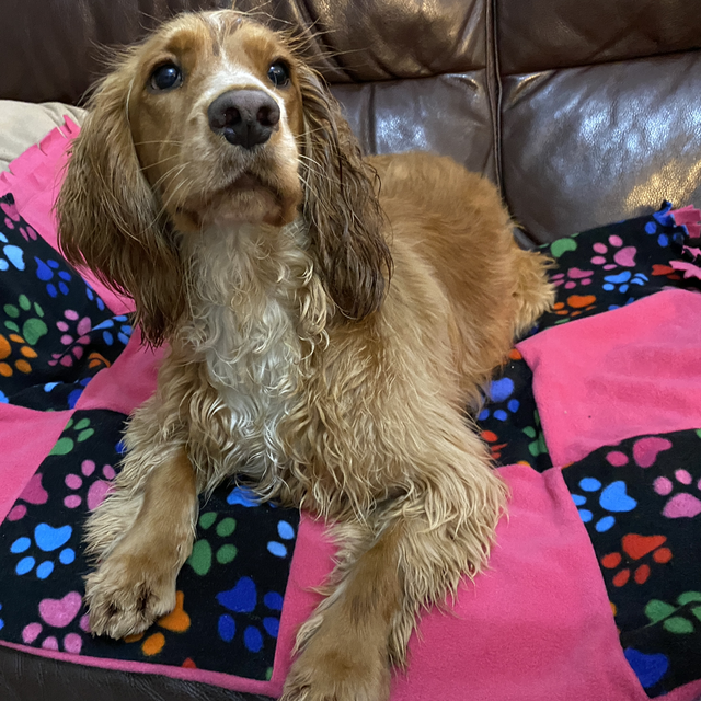 Pet Blanket - Medium