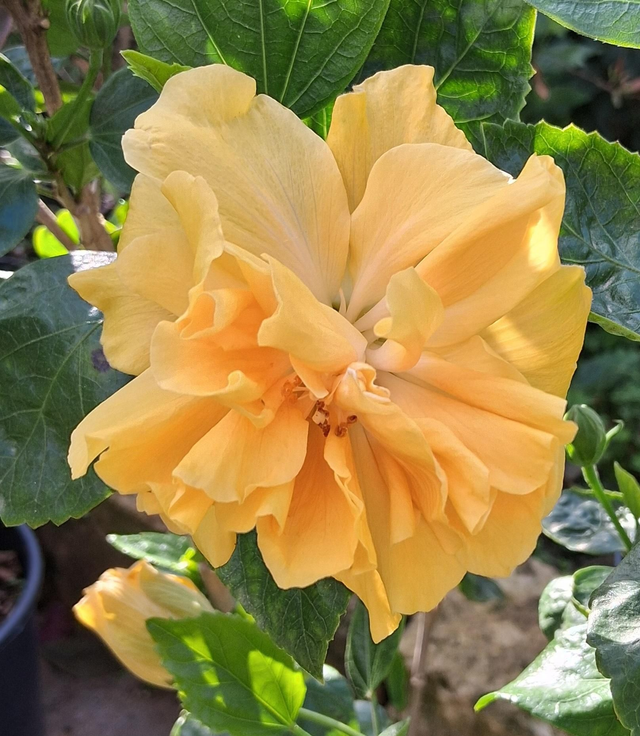 HY10. Hybiscus rosa-sinensis fiore doppio giallo