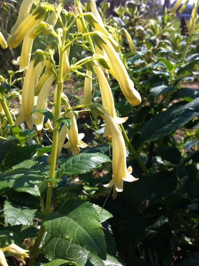 Phygelius Aequalis 'Cape Fuchsia' – Yellow Trumpet - 1ltr pot