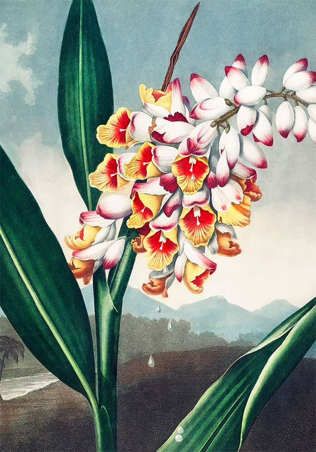 The Nodding Renealmia - painting