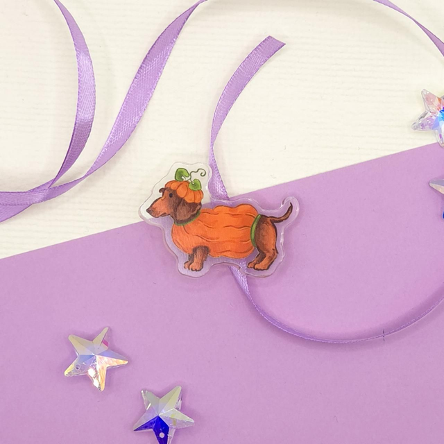 Spinka Dyniowy jamnik | ZWIERZĘTA 