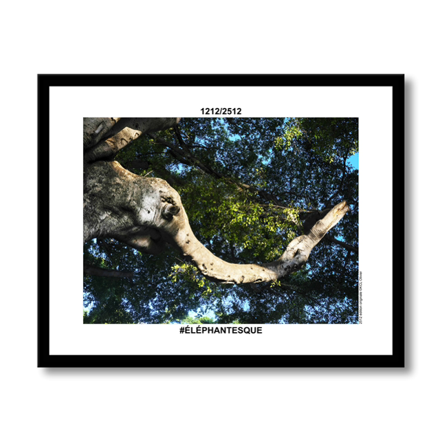 1212/2512 #ÉLÉPHANTESQUE 