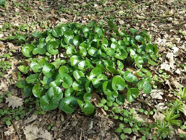 Asarum europaeum- European Hardy Ginger P9 (0.5 litre) 