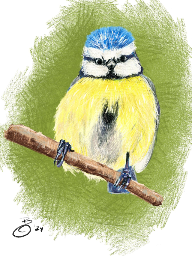 FineArt-Print - Blaumeise in Buntstift