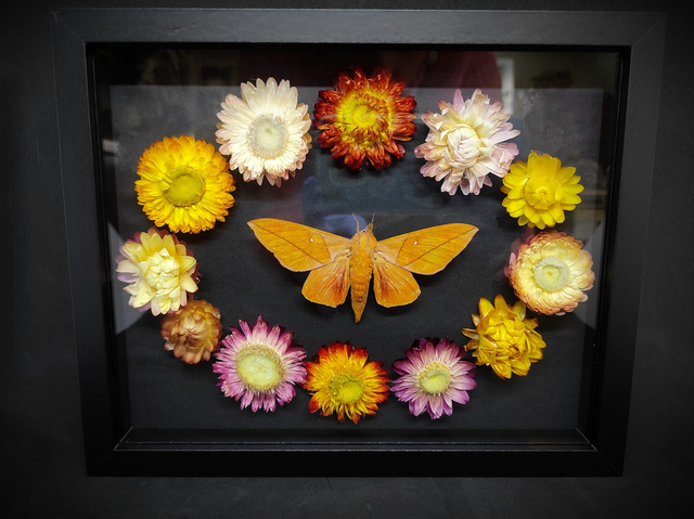 Cadre Papillon "Adeloneivaia Jason" 