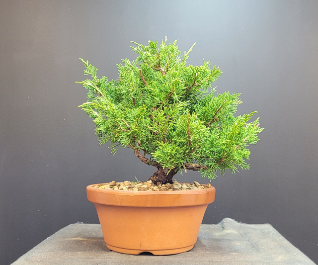 (227) juniperus itoigawa